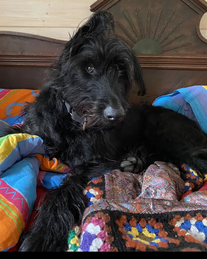Bumba on the bed, one ear up