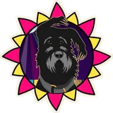 Disco Bumba design